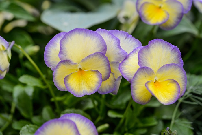 Summer Containers with David Hurrion (10th June 2016) Viola 'Etain'
