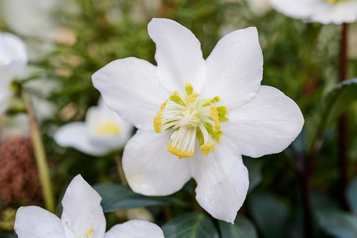 Helleborus niger. Jason Ingram