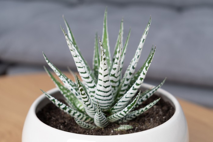 Haworthia fasciata, Zebra plant. Getty Images. Haworthia fasciata, Zebra plant. Getty Images.