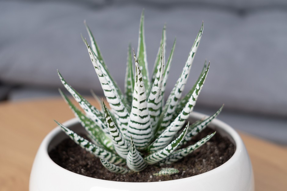 Haworthia fasciata, Zebra plant. Getty Images. Haworthia fasciata, Zebra plant. Getty Images.