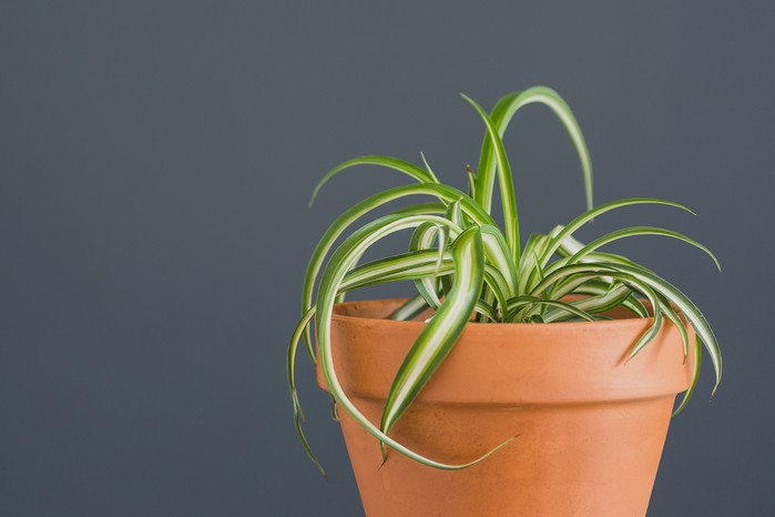 Chlorophytum comosum, Curly spider plant. Getty Images. Chlorophytum comosum, Curly spider plant. Getty Images.