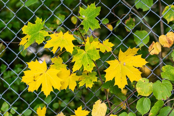 Chain-link fencing. Getty Images