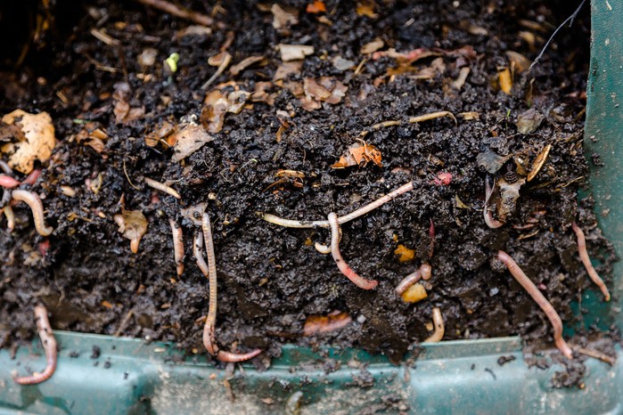 2048x1365-Compost-SEO-GettyImages-655332748 Worms in the compost. Getty Images