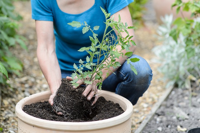 How to grow tomatoes - planting out tomatoes How to grow tomatoes - planting out tomatoes