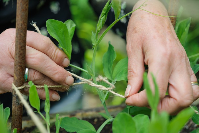 How to grow sweet peas - tying in sweet peas How to grow sweet peas - tying in sweet peas