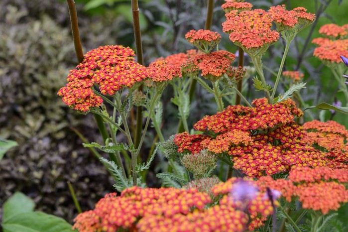 Achillea 'Walther Funcke' Achillea 'Walther Funcke'