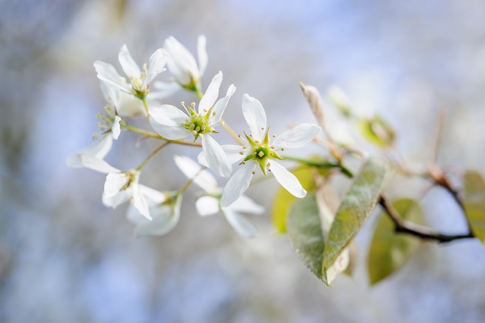 Snowy mespilus, Amelanchier lamarckii. Jason Ingram