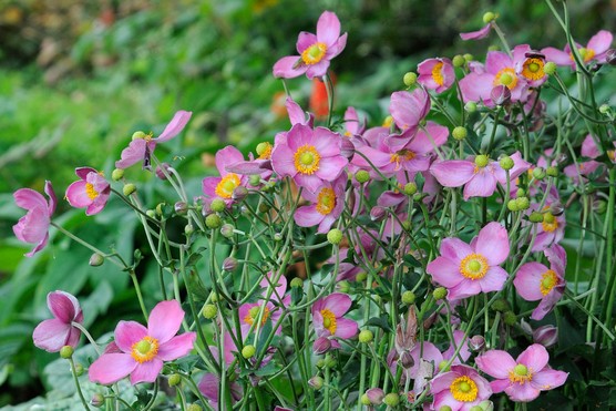 Japanese anemones Japanese anemones