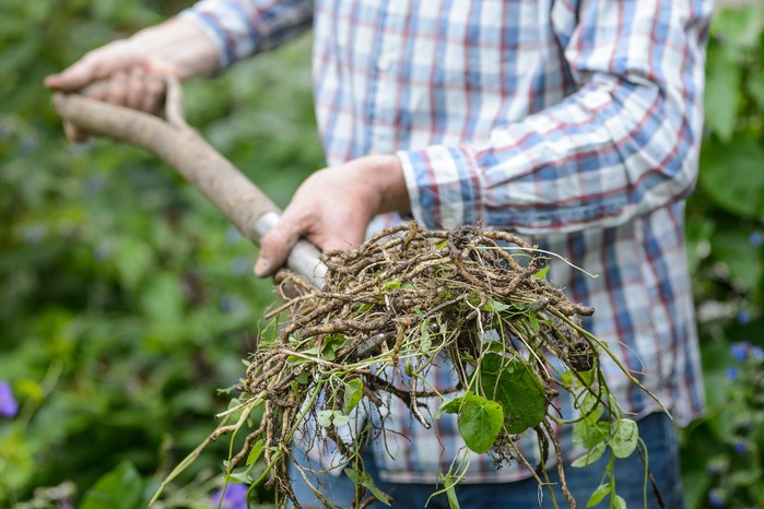 Bindweed roots on a garden fork