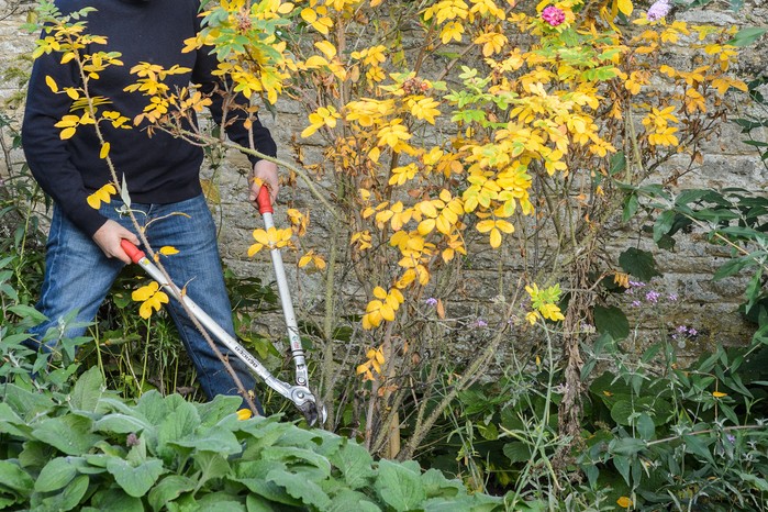 Pruning shrub rose