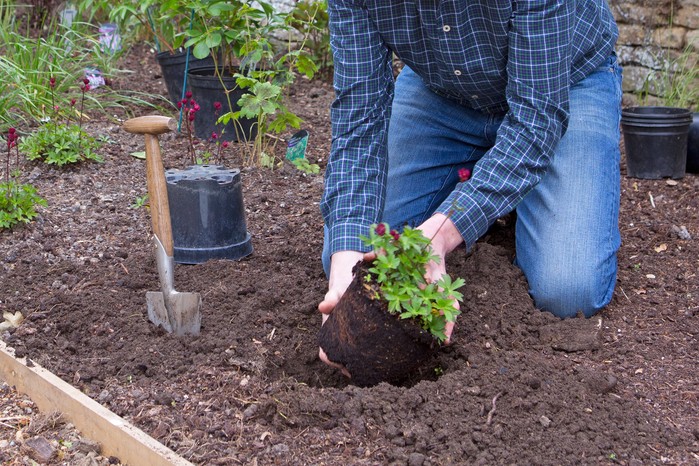 How to grow astrantias - planting out astrantias How to grow astrantias - planting out astrantias