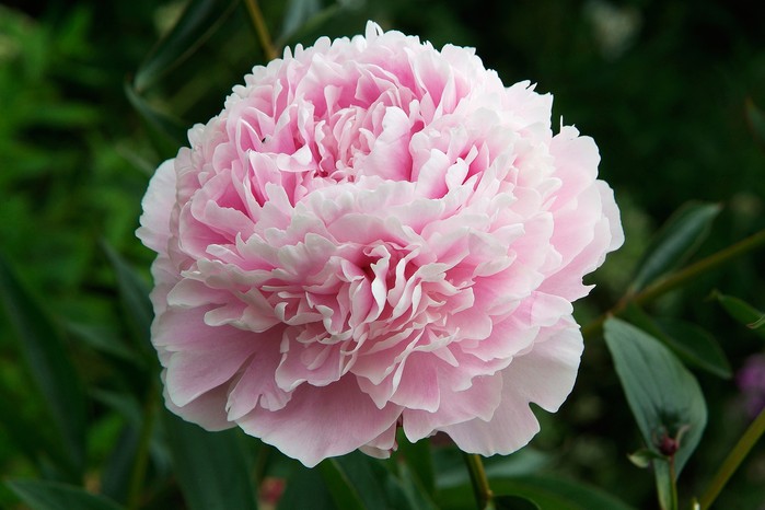 Peony 'Sarah Bernhardt'. Tim Sandall Peony 'Sarah Bernhardt'. Tim Sandall