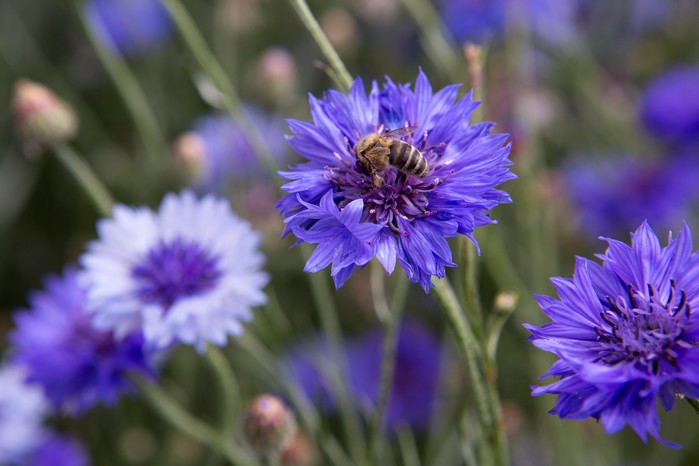 Centaurea cyanus Centaurea cyanus