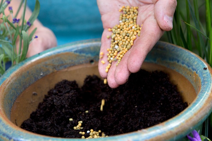 Adding slow-release fertiliser to compost, before planting.