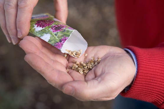 Sowing flower seeds from a packet. Sarah Cuttle Sowing flower seeds from a packet. Sarah Cuttle