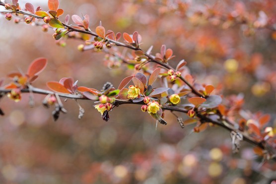 Berberis thunbergii f. atropurpurea. Jason Ingram