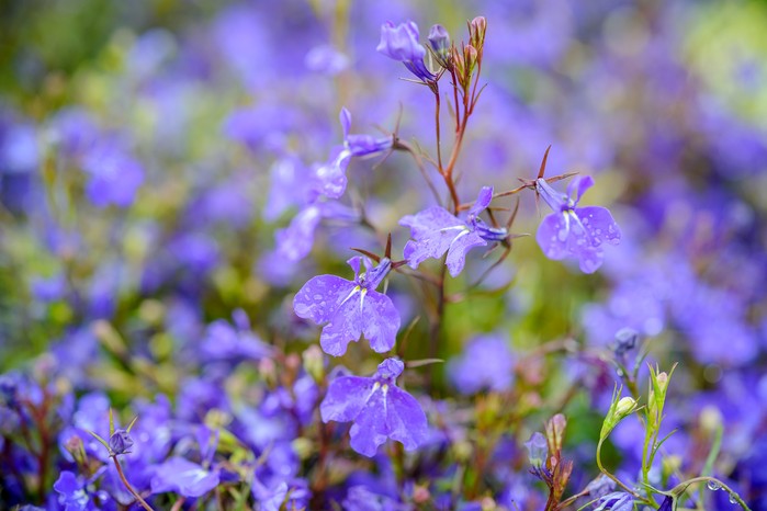Trailing annual Lobelia erinus. Jason Ingram Trailing annual Lobelia erinus. Jason Ingram