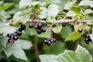 Blackcurrants. Paul Debois Blackcurrants. Paul Debois