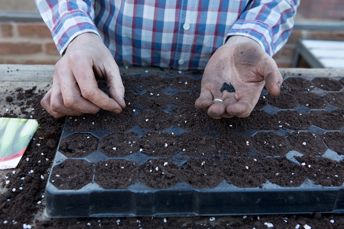 Sowing leek seeds. Sarah Cuttle