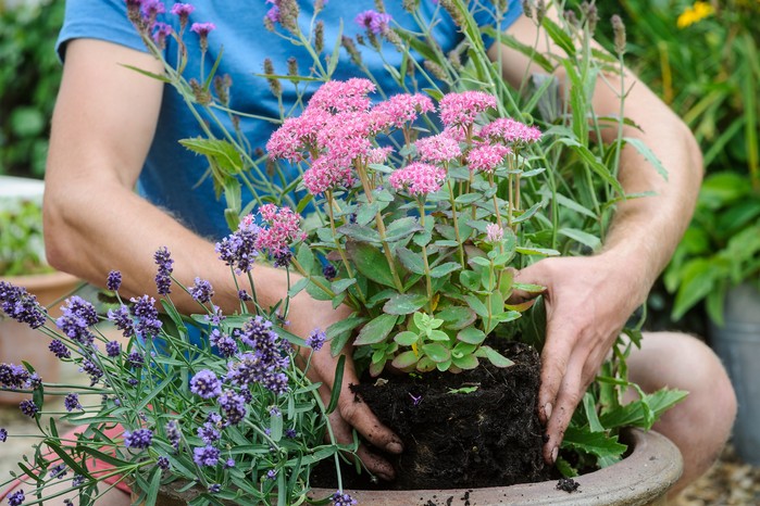 Planting a container with Sedum 'Carl'. Jason Ingram Planting a container with Sedum 'Carl'. Jason Ingram