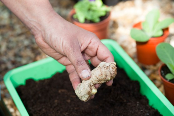 Growing ginger - inserting a ginger root into compost