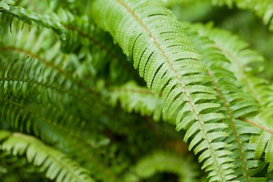 House plants for shade - Tuber ladder fern, Nephrolepis cordifolia House plants for shade - Tuber ladder fern, Nephrolepis cordifolia