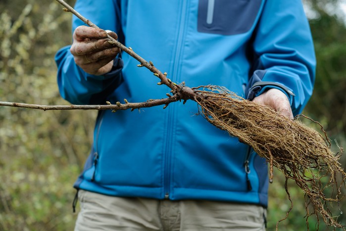 Bare root blackcurrant bush. Jason Ingram