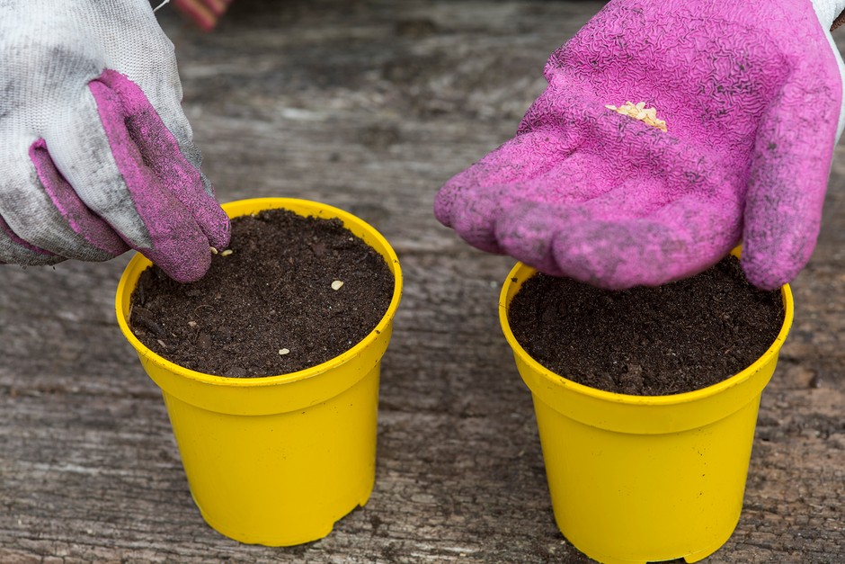 Sowing chilli seed. Sarah Cuttle