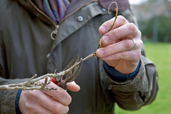 Winter-pruning wisteria. Sarah Cuttle