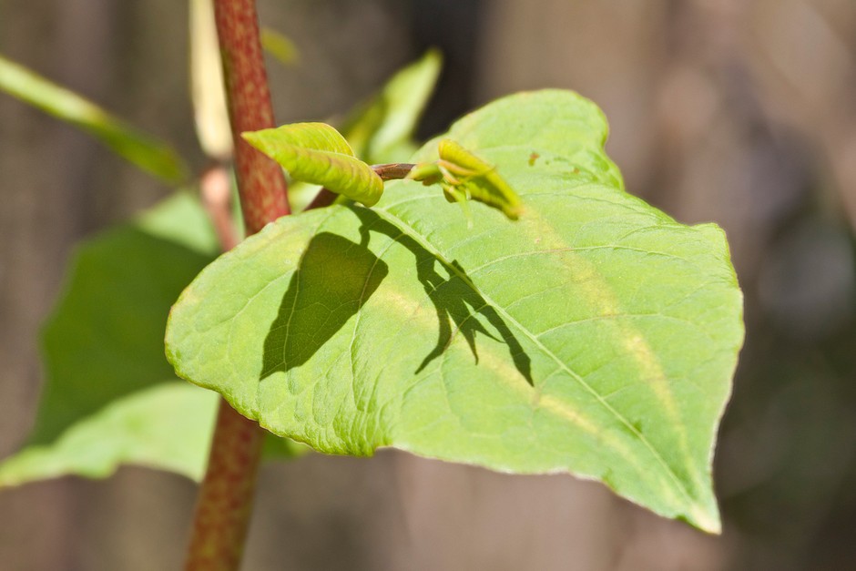 How to get rid of Japanese knotweed How to get rid of Japanese knotweed