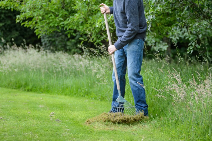 Scarifying the lawn with a spring-tine rake Scarifying the lawn with a spring-tine rake