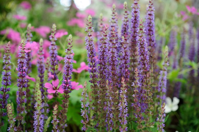 Salvia nemorosa 'Ostfriesland'. Jason Ingram