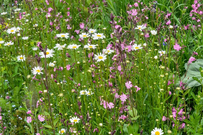 Ox-eye daisies growing with red campion in a meadow. Jason Ingram Ox-eye daisies growing with red campion in a meadow. Jason Ingram