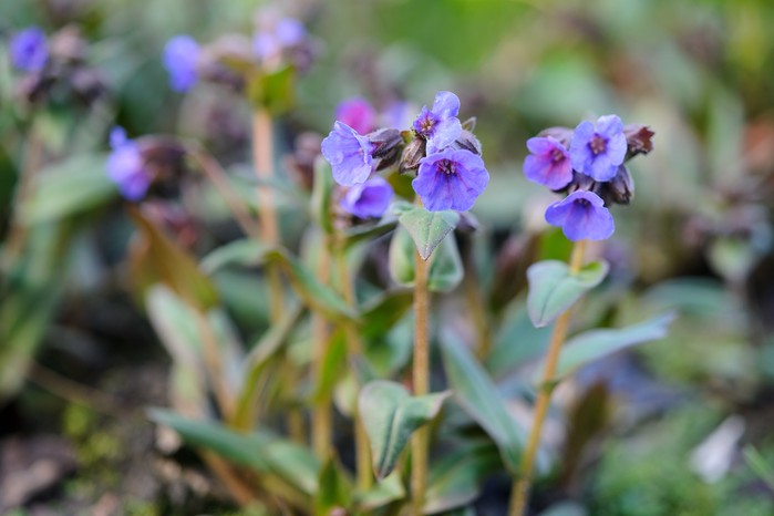 Lungwort flowers. Jason Ingram Lungwort flowers. Jason Ingram