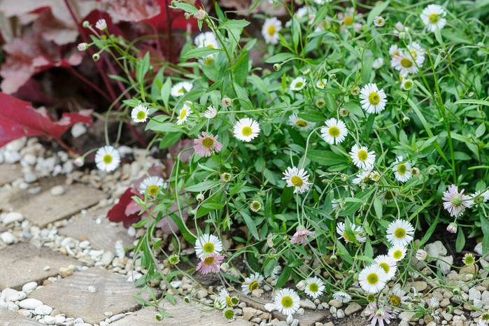 Erigeron karvinskianus