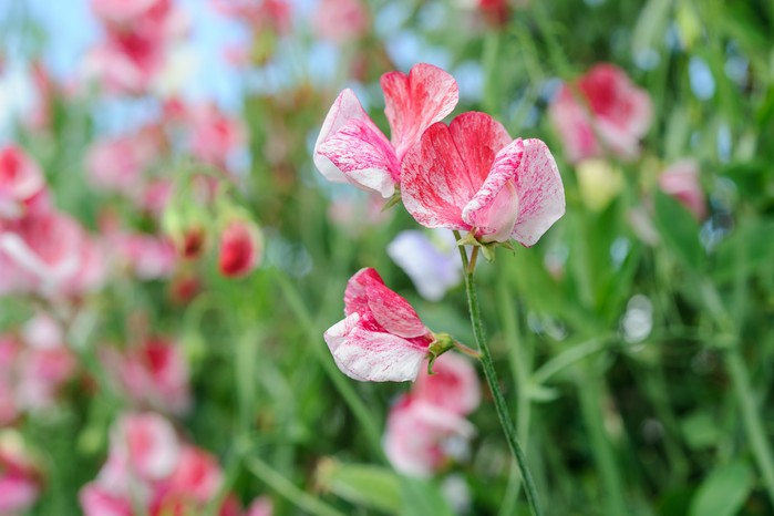 Suttons Trial Grounds - New Plants, Fruit & Veg (20th August 201 Sweet Pea 'Heirloom Stripe'