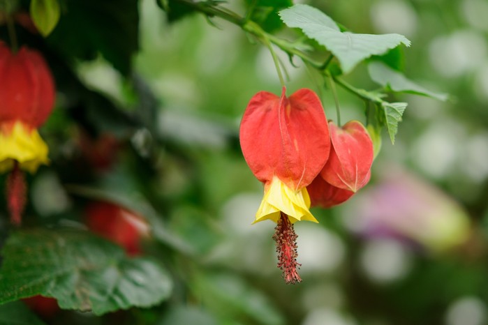 Abutilon megapotamicum