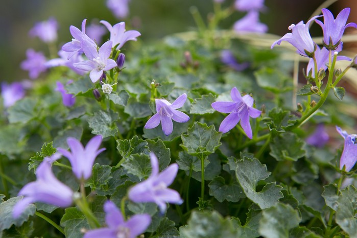 2048x1365-Plants-that-flower-all-summer-LI3022024 Campanula poscharskyana