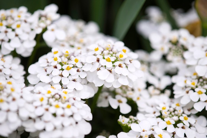 2048x1365-Plants-that-flower-all-summer-LI3044414 Iberis 'Masterpiece'