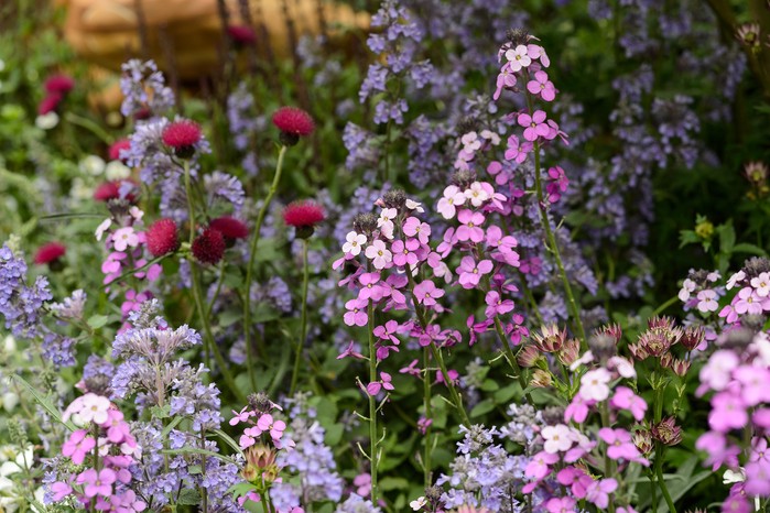 Chelsea Flower Show (23rd May 2016) Erysimum 'Bowles's Mauve'