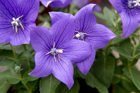 Platycodon grandiflorus. Sarah Cuttle