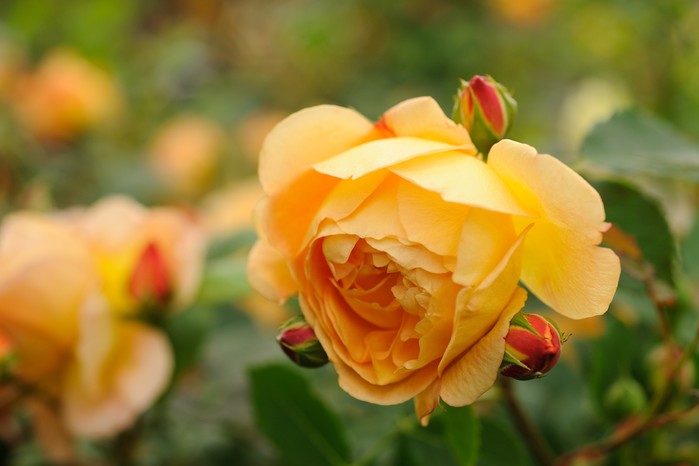 Rosa 'Lady of Shalott'