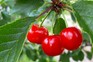 Morello cherries fruits on branch with leaves. Morello cherries fruits on branch with leaves.