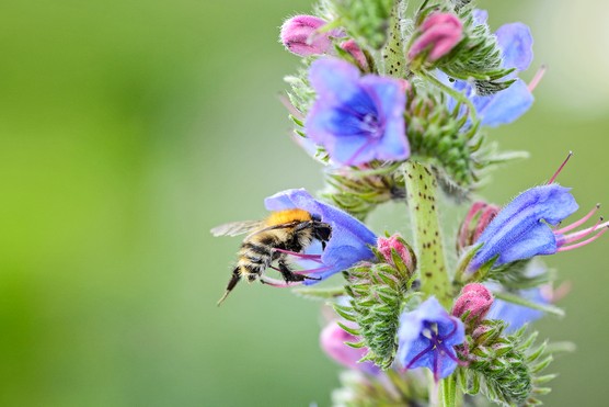 Viper's bugloss flower with common carder bumblebee Viper's bugloss flower with common carder bumblebee