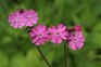 Red campion (Silene dioica). Getty Images