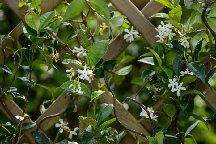 Disguise your boundaries with climbers. Jason Ingram