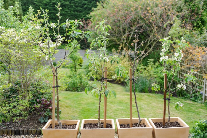 Apple trees in pots. Jason Ingram Apple trees in pots. Jason Ingram