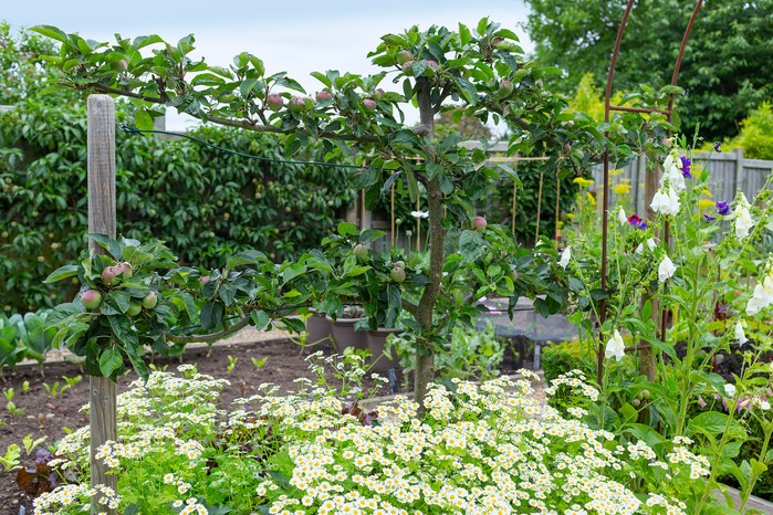 Kitchen garden. Neil Hepworth Kitchen garden. Neil Hepworth