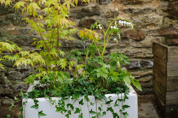 Container for shade with acer and dicentra Container for shade with acer and dicentra