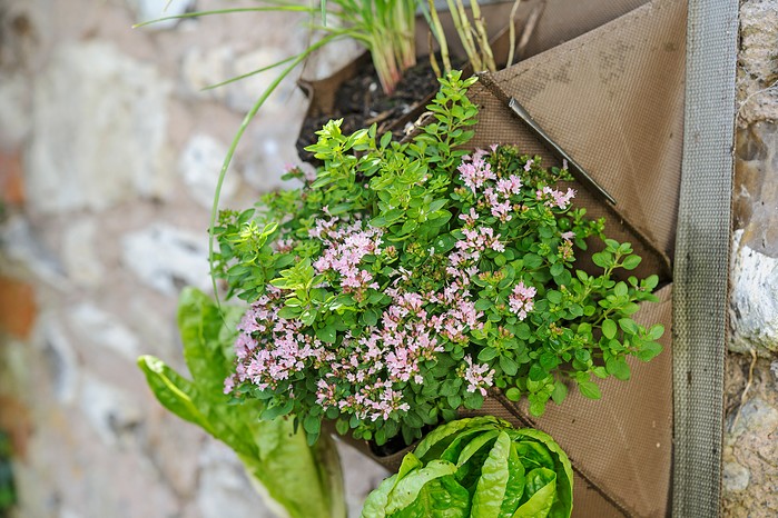 Herbs and salads in a hanging planter Herbs and salads in a hanging planter